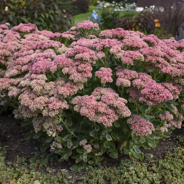Sedum 2