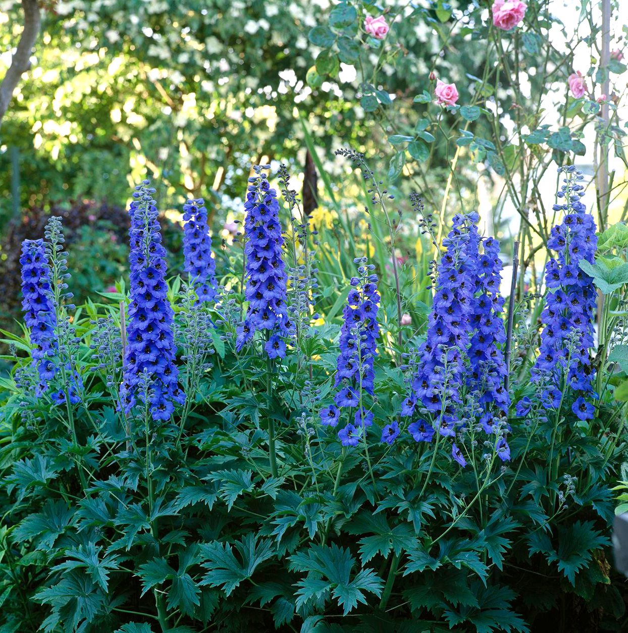 Delphinium 1