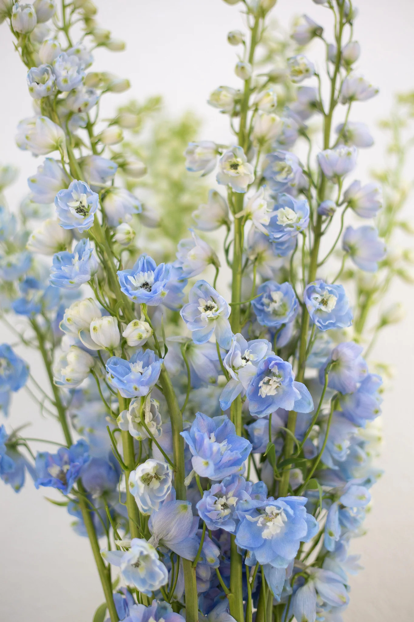 Delphinium 2