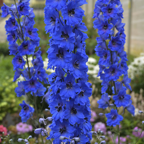 Delphinium 3
