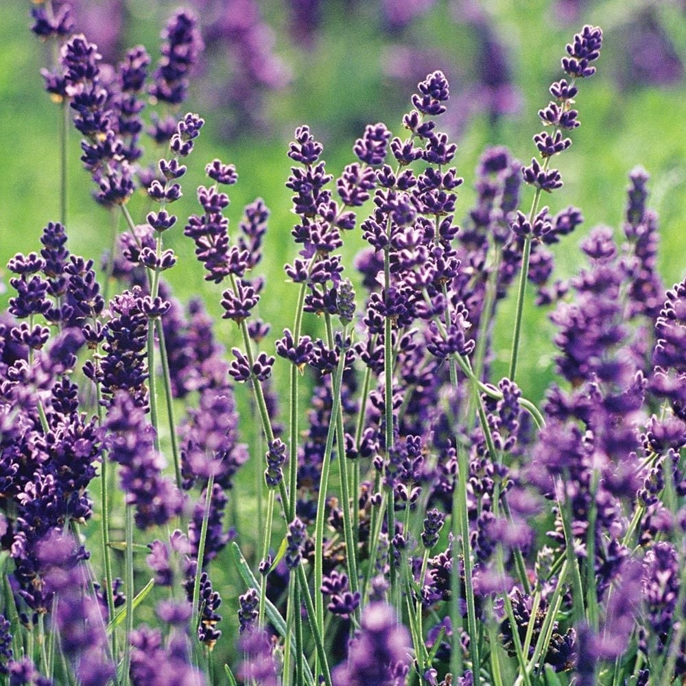 Lavanda 1