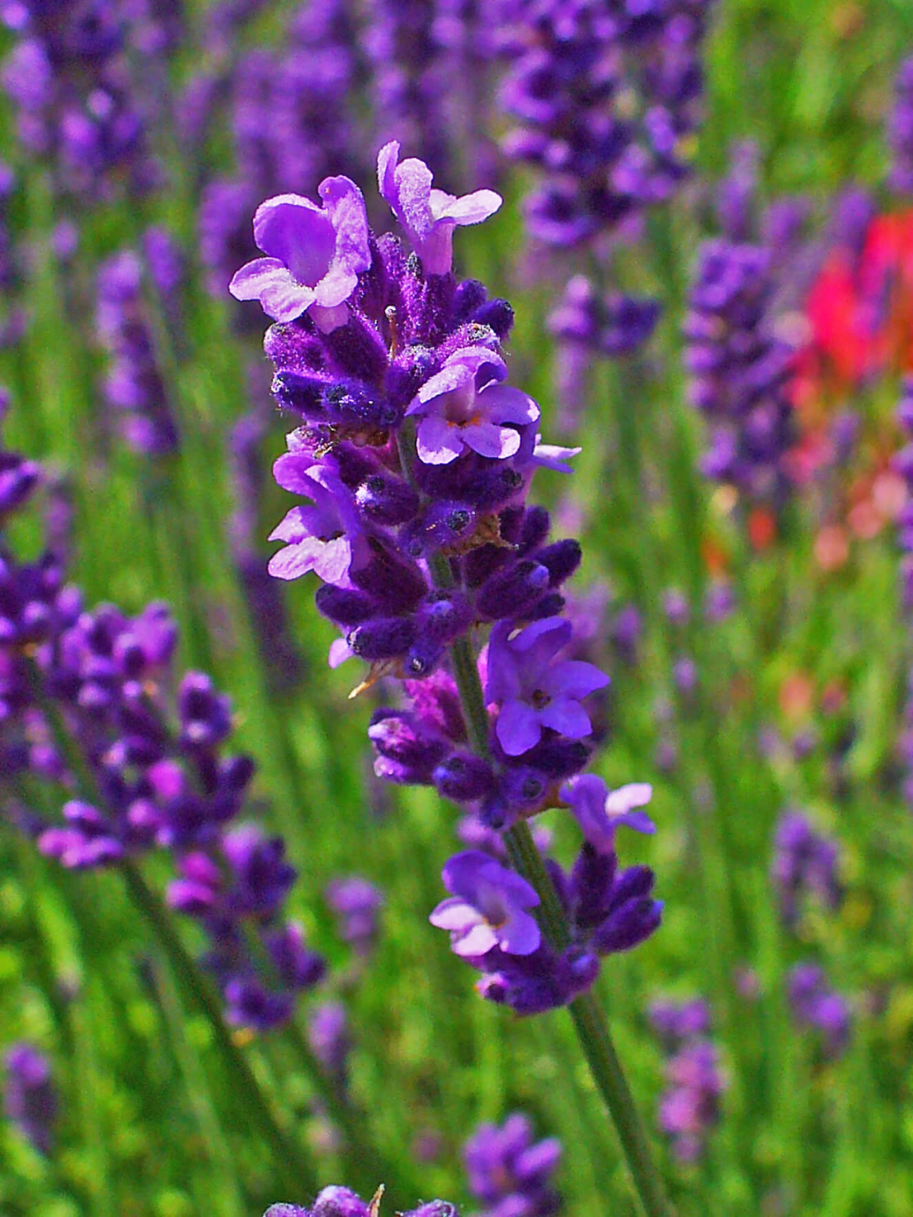 Lavanda 3