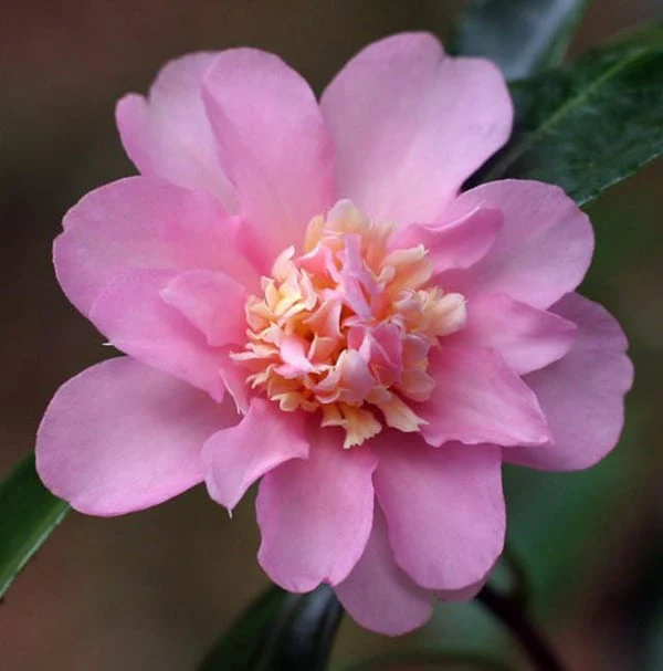 Camelia Japónica 3