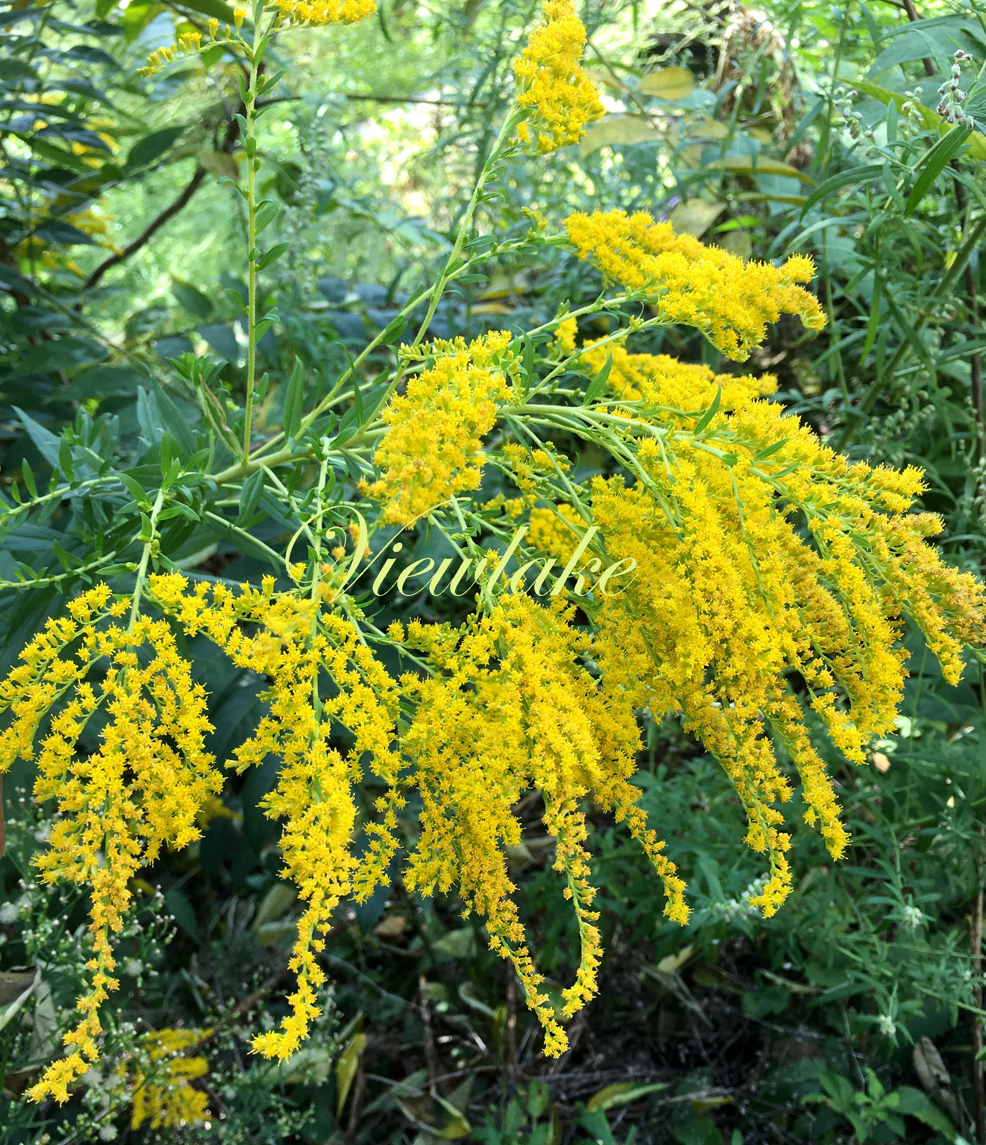 Mahonia 2